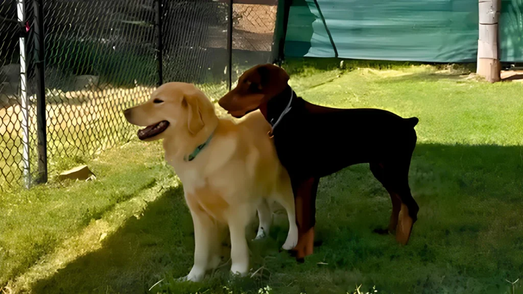 dog raised hackles meeting another dog body language