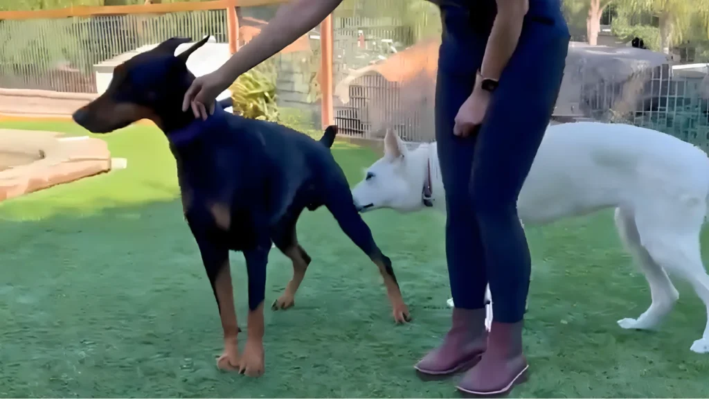 dogs sniffing greeting desensitization socialization