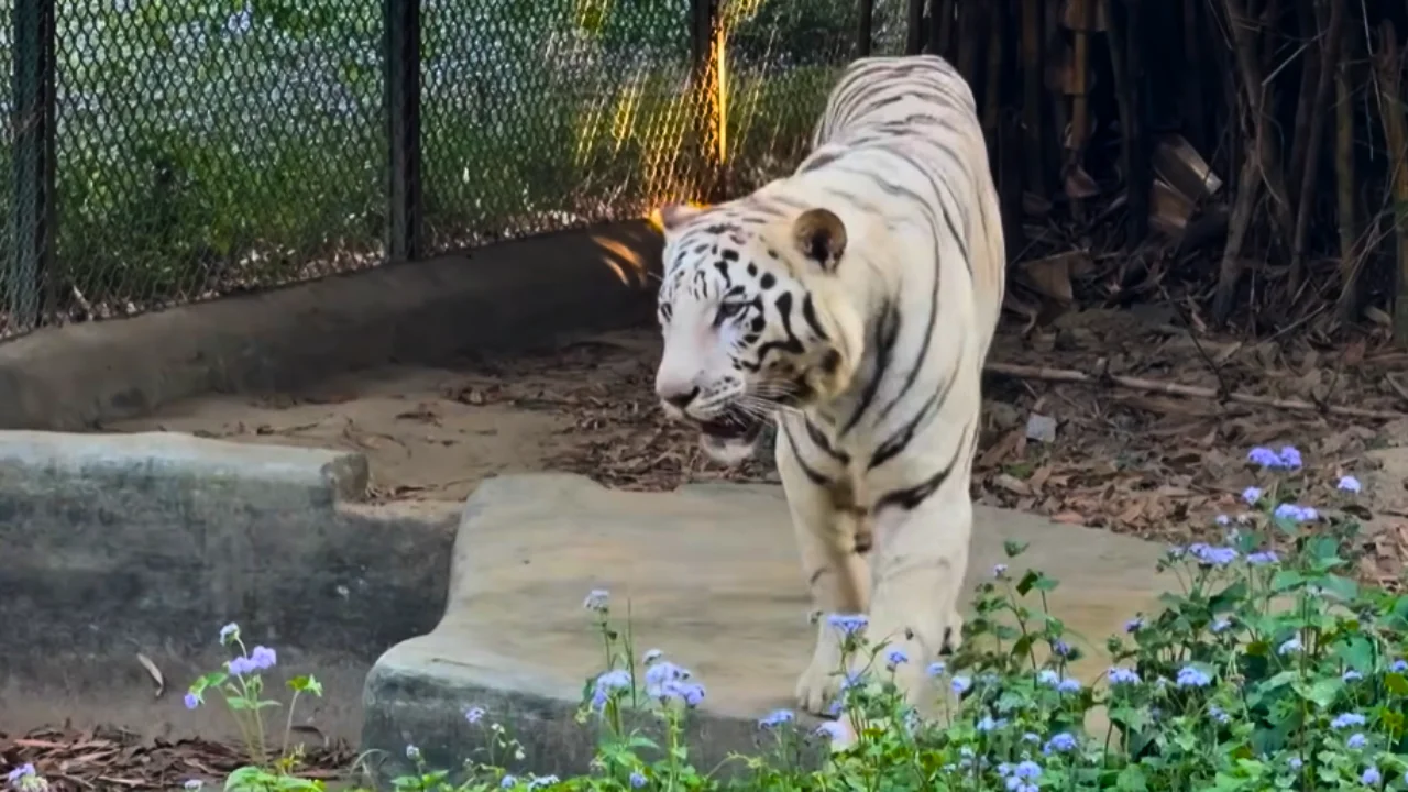lucknow zoo's white tiger 